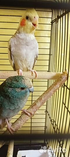 Попугай корелла и какарик
