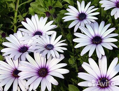 Остеоспермум семена