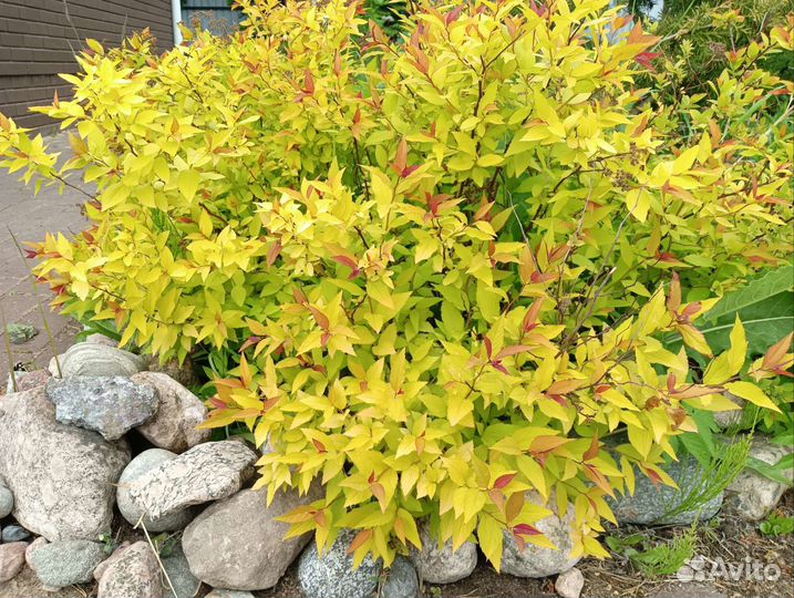 Спирея японская Голд Флейм