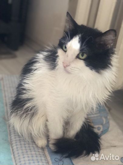 Кошка Маруся ищет семью
