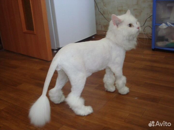 Грумер выезд на дом