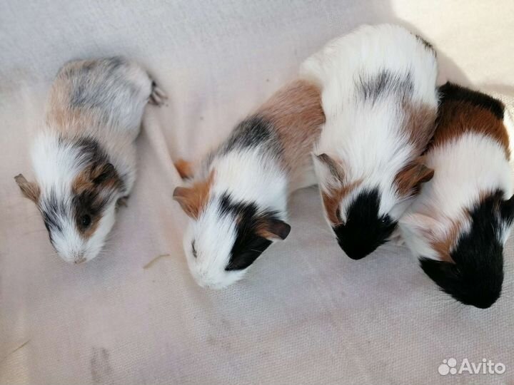 Морские свинки