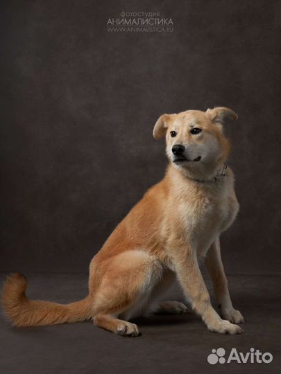 Ласкуша Перси