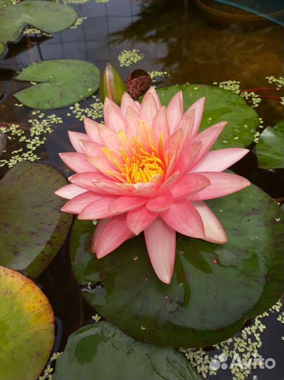 Нимфея кувшинка ''Perry's Orange Sunset''