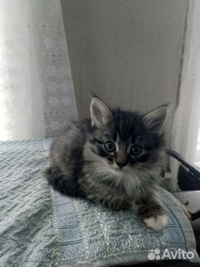 Отдам в добрые руки котят