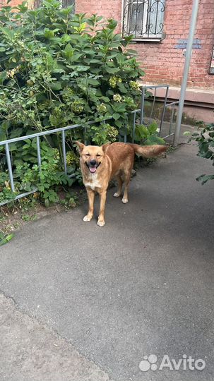 Собака в добрые руки