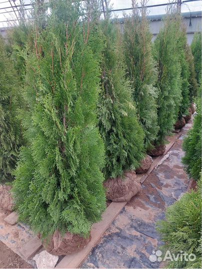 Туя* западная Смарагд Брабант Колумна Кедр Сосна