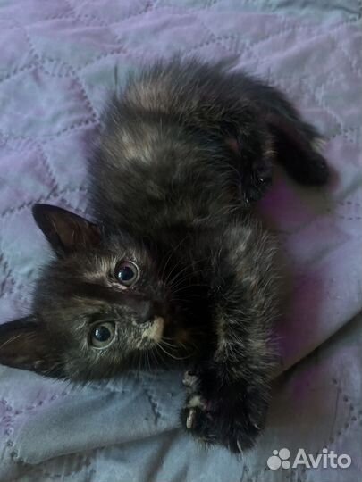 Отдам котенка девочка