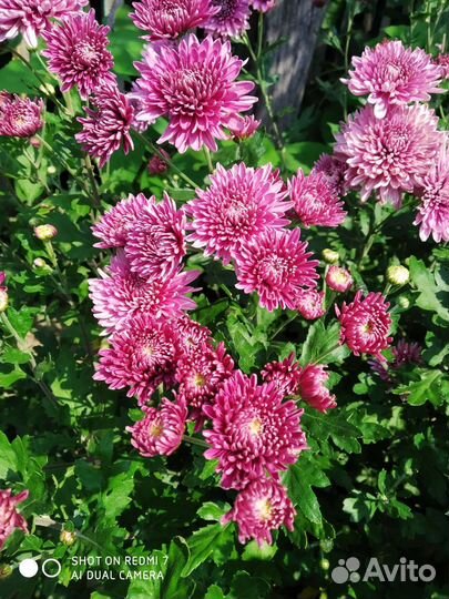 Многолетники