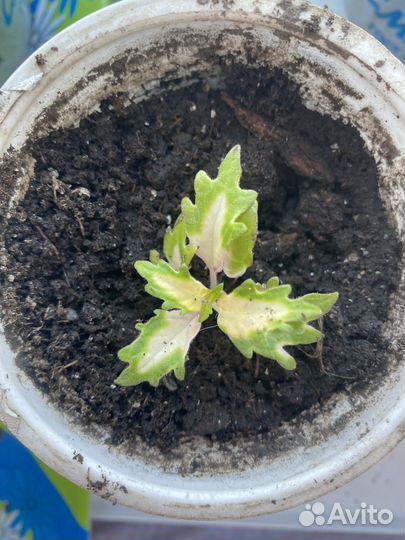 Колеусы вегетативные черенки