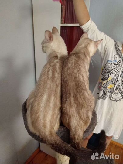 Бенгальская кошка в добрые руки