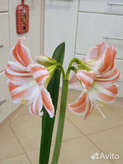 Гиппеаструм fairy tale