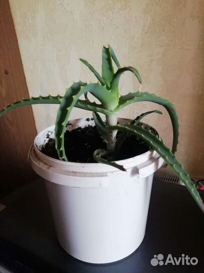 Алоэ столетник, лечебный