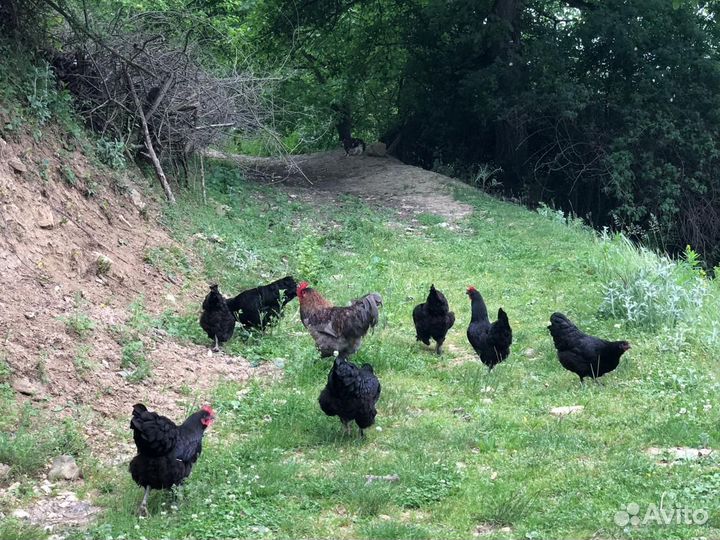 Хурик-птица