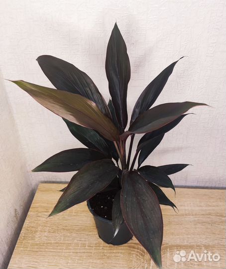 Кордилина Киви