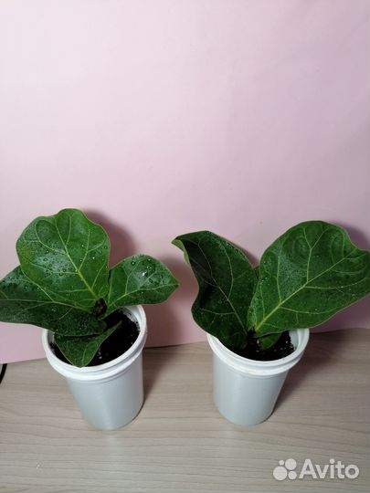 Комнатные растения