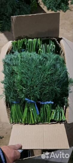 Зелень оптом