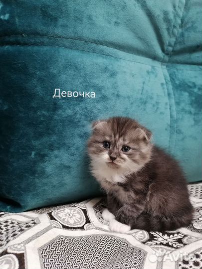 Шотландские котята