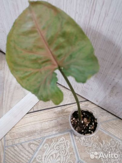 Сингониум клубничный лед