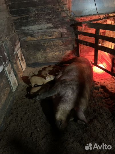 Поросята породы дюрок