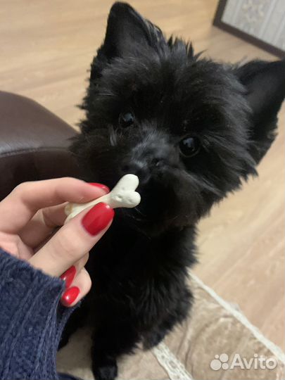 Йоркширский терьер