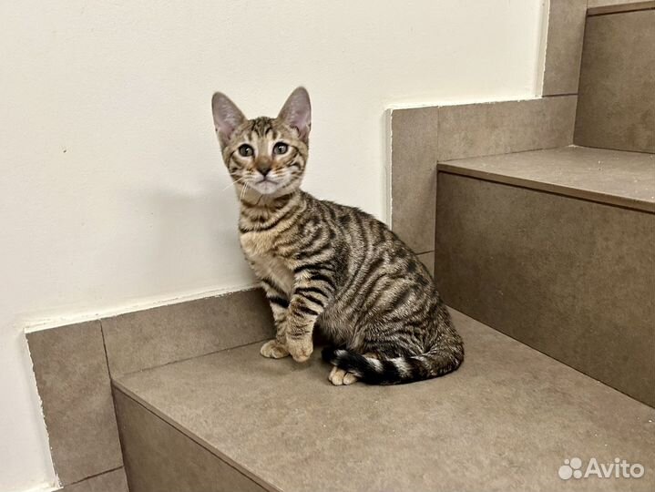 Тойгер кошечка Фортуна