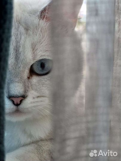 Вязка С котом