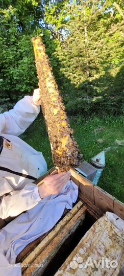 Продаются пчелы. Пчелиные семьи. Улья Пчелы и улья