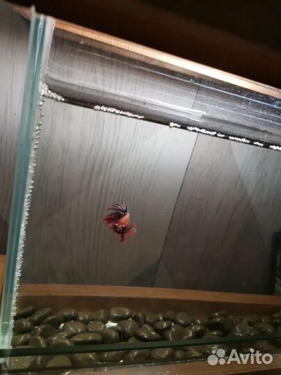 Рыбка петушок