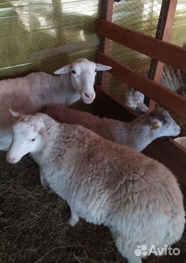 Катумские баранчики