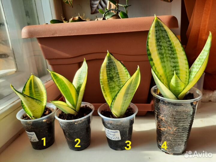 Сансевиерия ханни голд