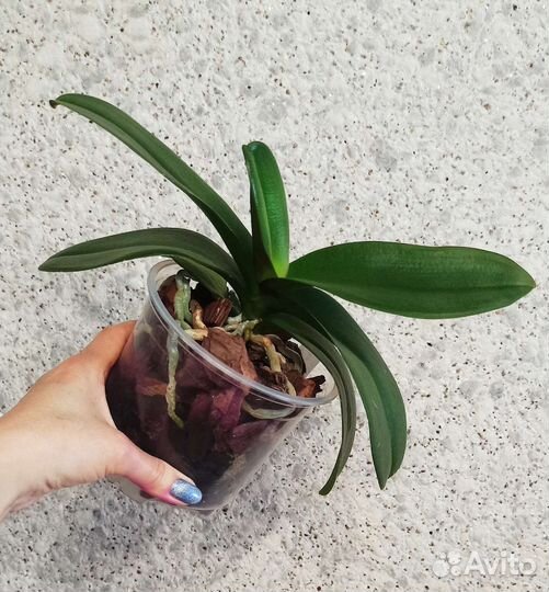 Орхидеи редкие сорта Тайвань