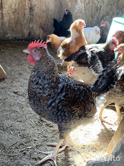 Молодые петухи