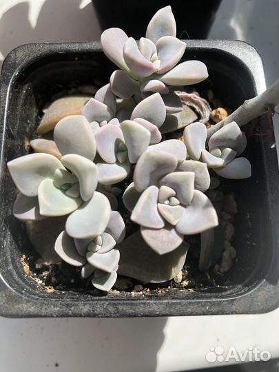Суккуленты эхеверия