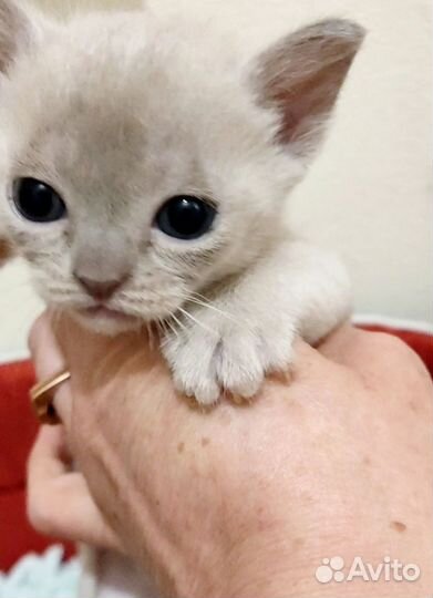 Котята европейской бурмы