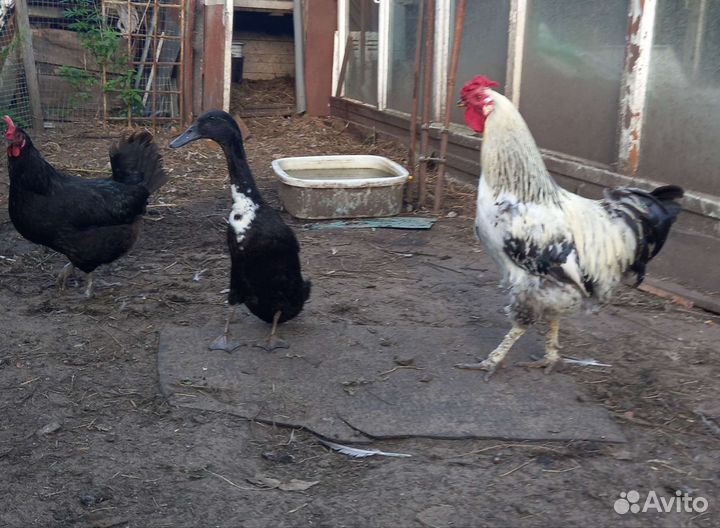 Петух крупный. 1 год