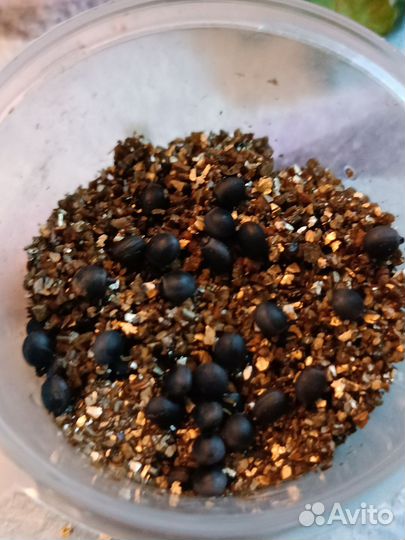 Яйца краснокрылых палочников