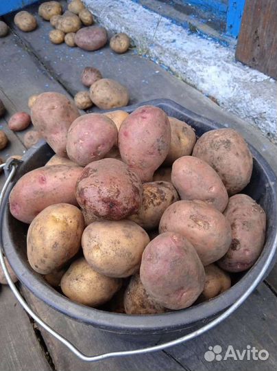 Картофель едовой