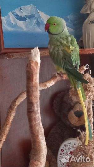 Пара ожереловых попугаев Крамера
