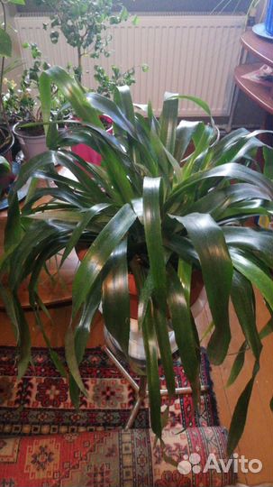 Большой выбор цветов