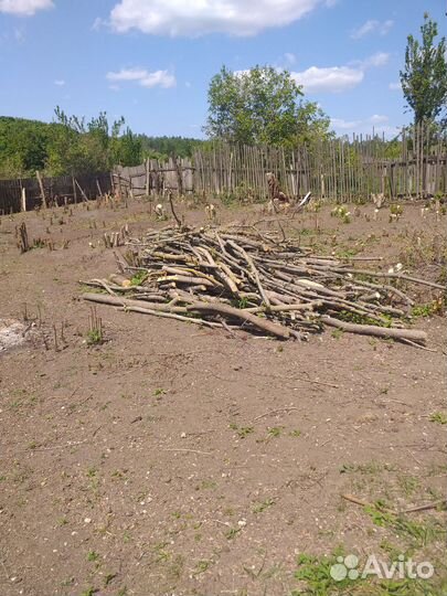 Спиленные деревья