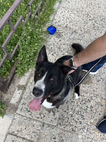 Собака в хорошие руки