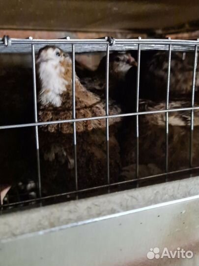 Инкубационное яйцо перепелов Селадон