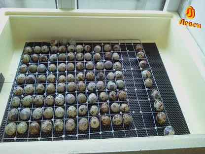 Инкубационное яйцо перепелов, Великие Луки