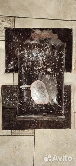 Мотыль насадочный,кормовой,трубочник изя,опарыш