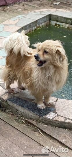 Мальчик-пушистик