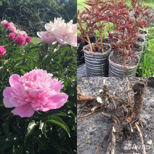 Многолетние цветы и растения