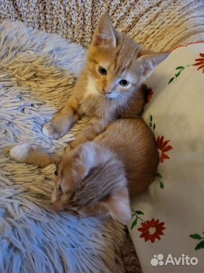 Отдам котят в добрые руки