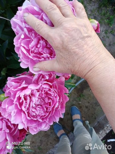 Пионы деленки