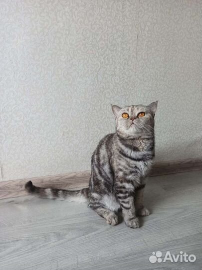 Мраморная британская кошка